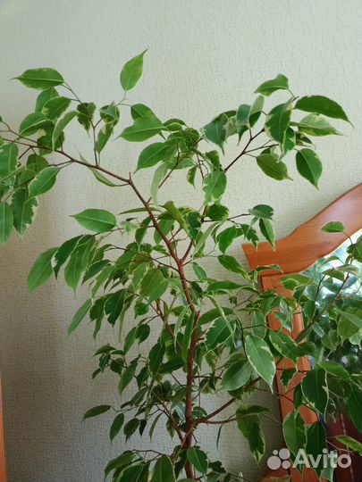 Комнатные цветы. Взрослые растения