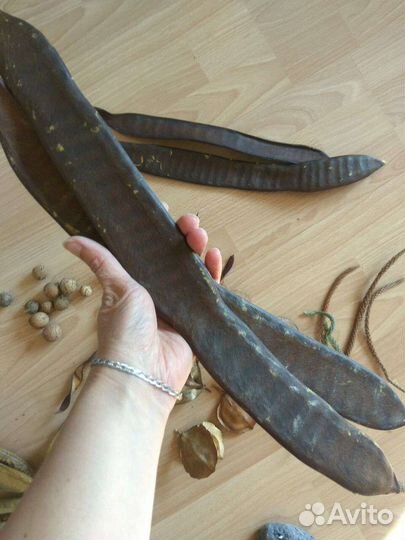 Израиль Гербарий сухоцветы