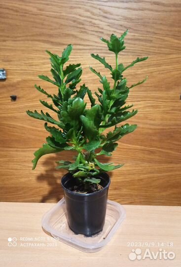 Цветок каланхоэ с красными цветами