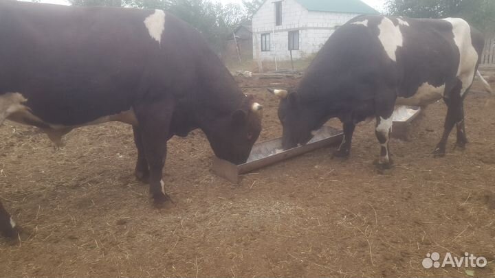 Быки,бычки,телки