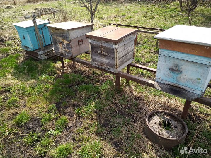 Пчелосемьи