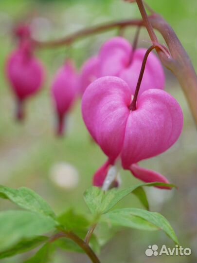 Объектив Olympus 30