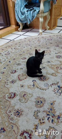 Британский