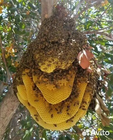 Бортевой мёд дикой пчелы, 2023г