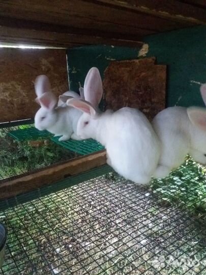 Белый ризен