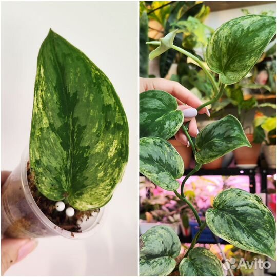 Комнатные растения ч. 5