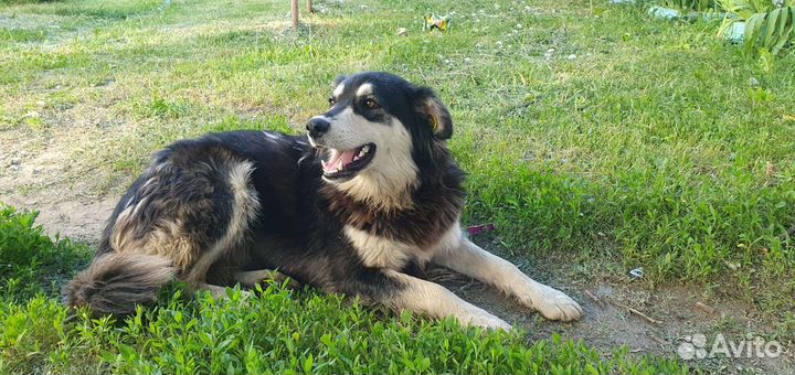 Собака в добрые руки