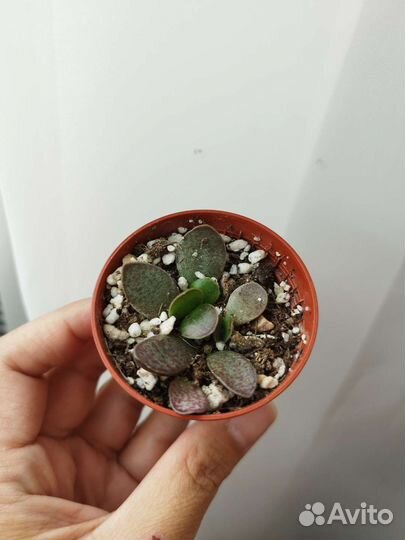 Адрамискус trigynus