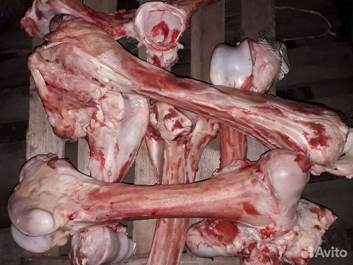 Кости скотские