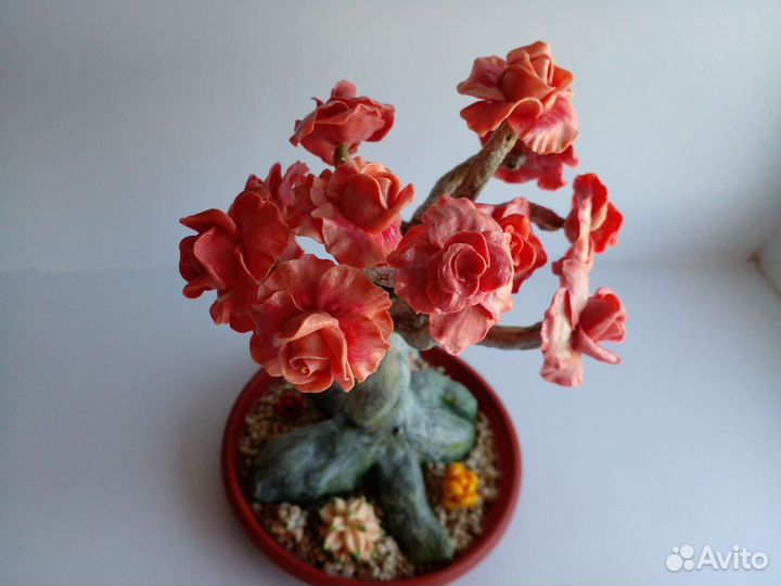 Адениум (бансай)