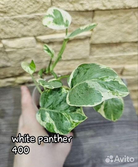 Сциндапсусы, эпипремнумы, сингониумы и др