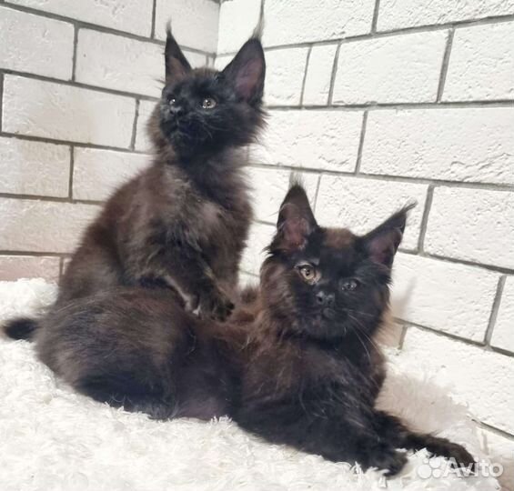 Настоящий Мейн кун гигант