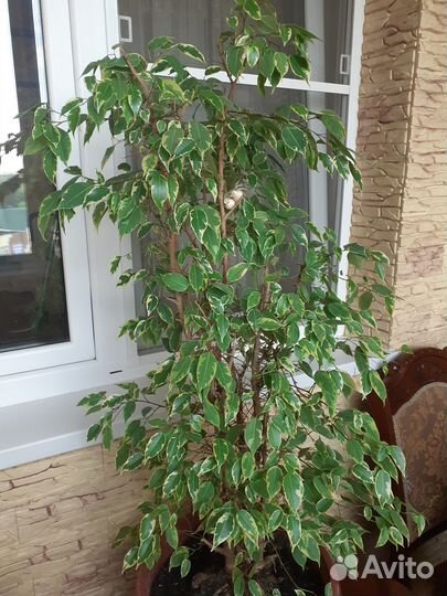 Фикусы бенджамина