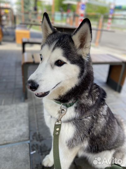 Отдам бесплатно животные собаки