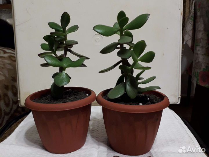 Денежное дерево