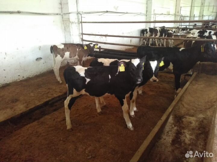 Бычки на откорм