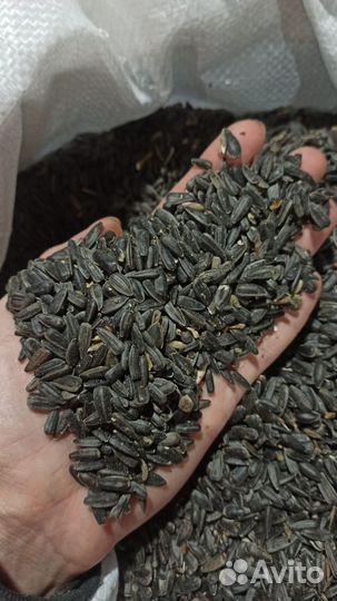 Семечки подсолнечника