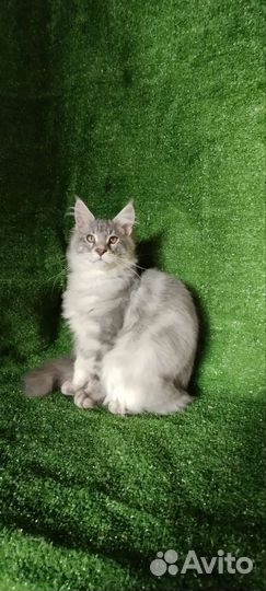 Мейн кун девочки и мальчики