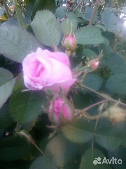 Роза кустовая