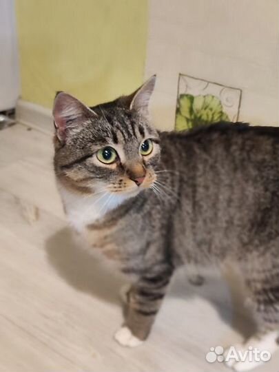 Кошечка Буся ищет дом