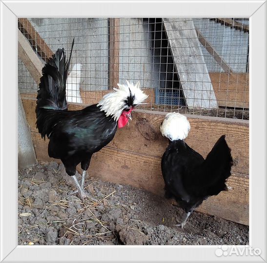 Цыплята разных пород