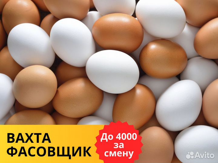 Фасовщик яиц вахта легкая работа