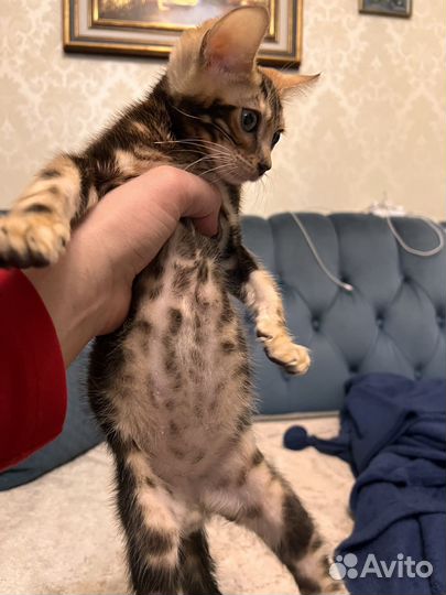 Бенгальская