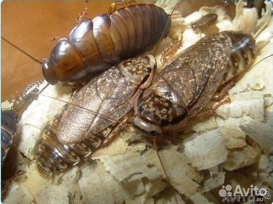 Тараканы мраморные, кормовые насекомые разные