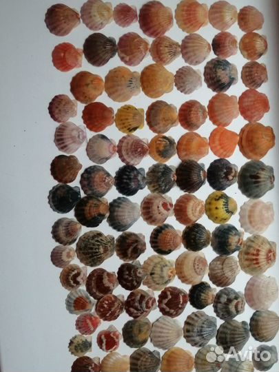 Морские ракушки