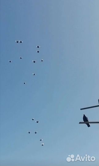 Продажа голубей
