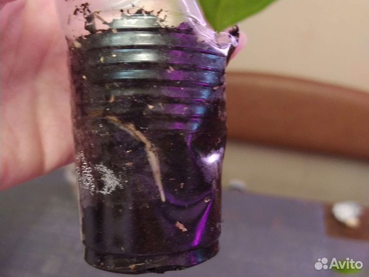 Монстера манки