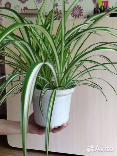 Хлорофитум полосатый