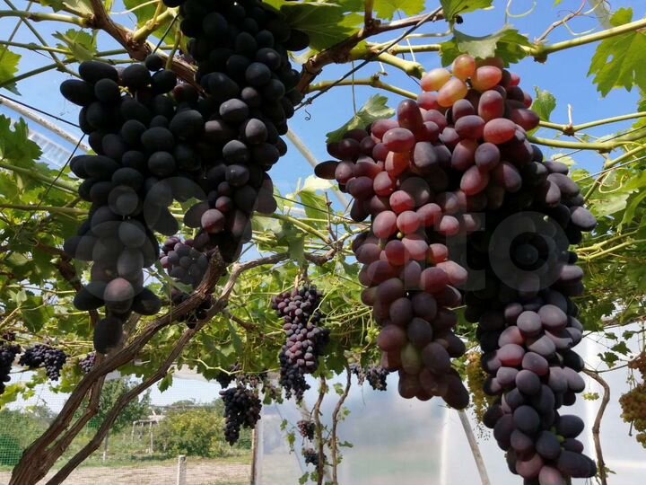 Участок 25 сот. (ИЖС)