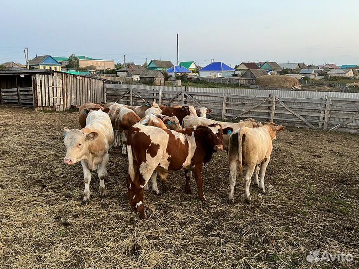 Бычки телки сементал