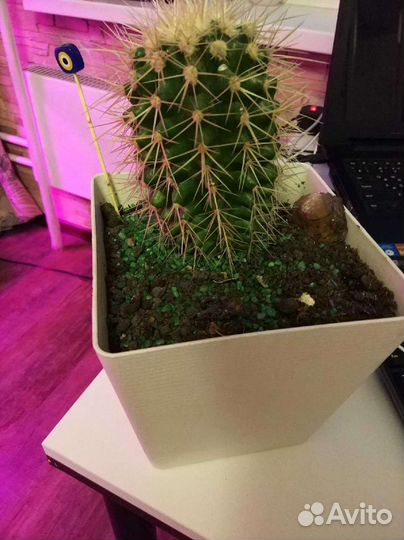 Кактусы и суккуленты