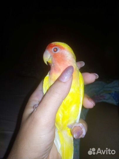 Попугай ручной неразлучник с клеткой