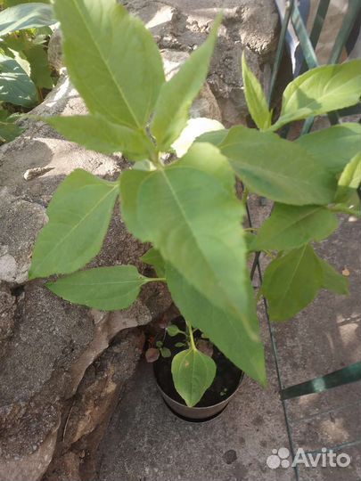 Топинамбур