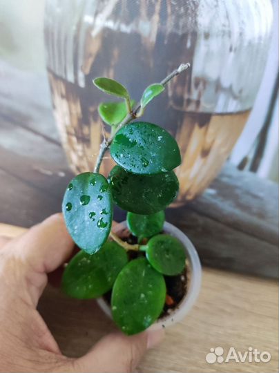 Хойя много сортов