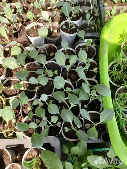 Капуста белокочанная