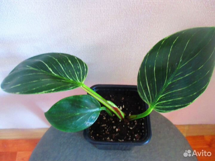 Филодендроны сортовые