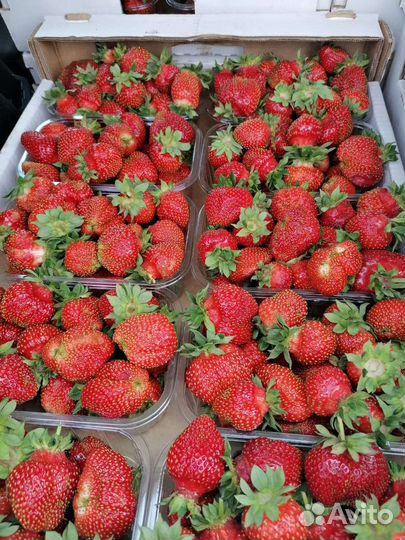 Клубника ведро 5л