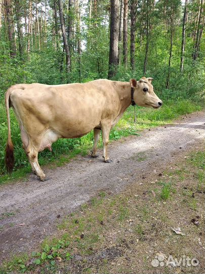 Корова Джерсейская