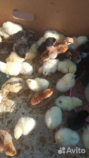 Цыплята от домашних кур-несушек