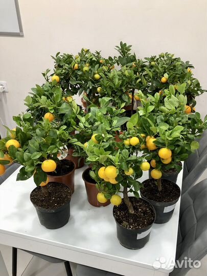 Цитрусовое дерево