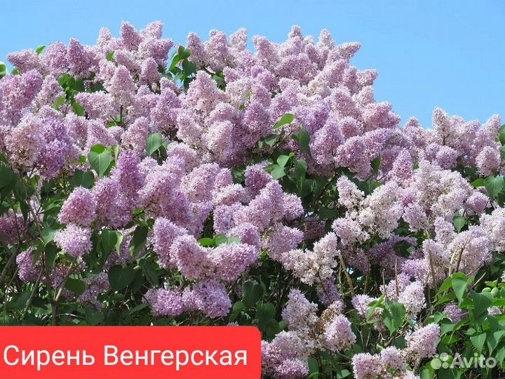 Семена Шелковицы,Сакуры,Катальпы