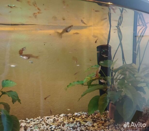 Аквариумные рыбки Гуппи