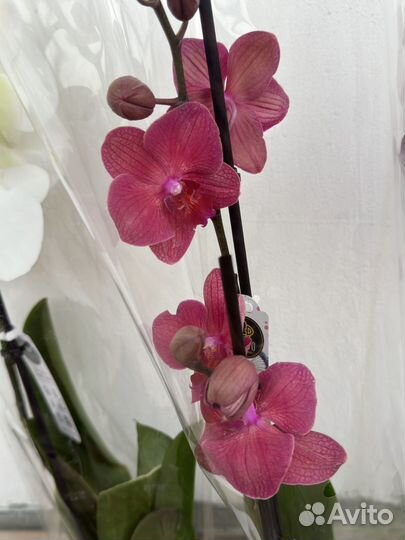 Орхидея фаленопсис