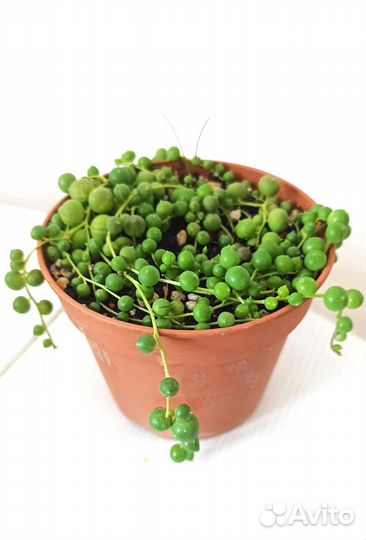 Крестовник роули,роули вариегатный