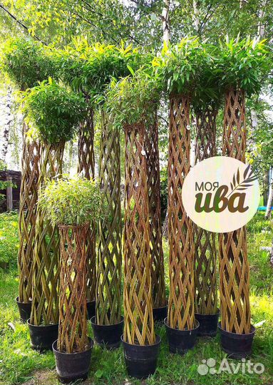 Живые плетеные деревья