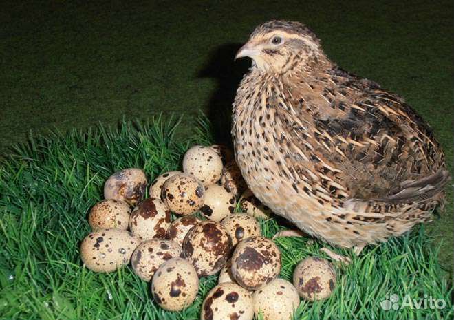 Перепелки для ваших животных